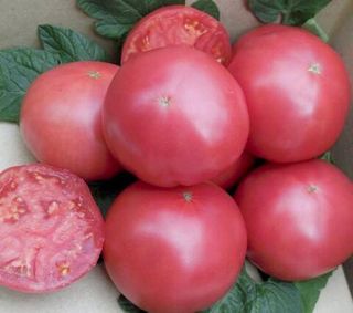 Томат Пинк Мэджик F1 50 (семян)