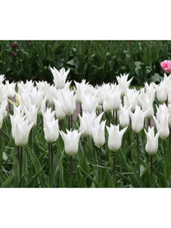 Тюльпан,луковицы BALLADE WHITE лилиецветные (4 штуки )