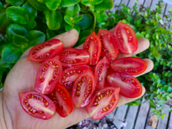 Даттерини красный (Datterini red) сорт томата