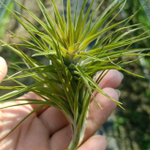 Тилландсия tenuifolia Green R