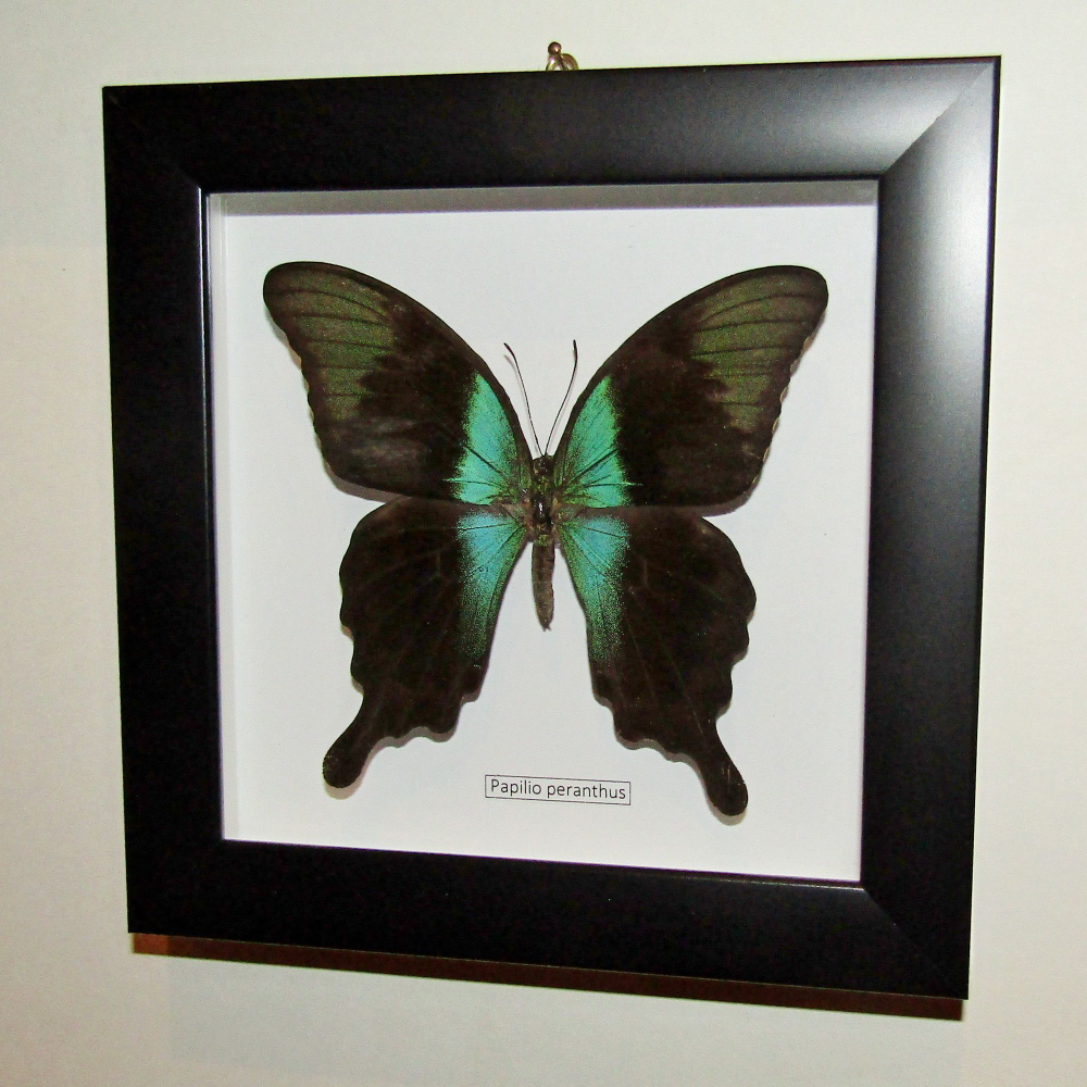 Бабочка Papilio peranthus в рамке