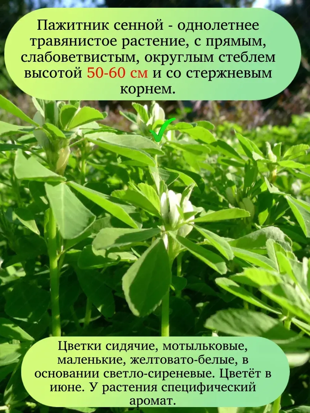 Семена Пажитник сенной 200 гр