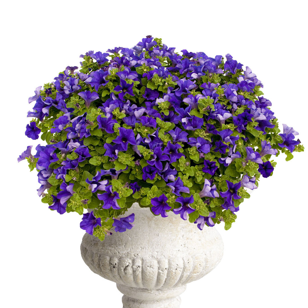 ЕВРО Petunia SURFINIA Giant Blue неукор черенок ноябрь 2025
