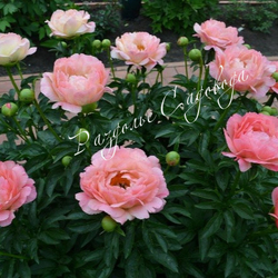 Пион травянистый Корал Сансет (горшок 5л)