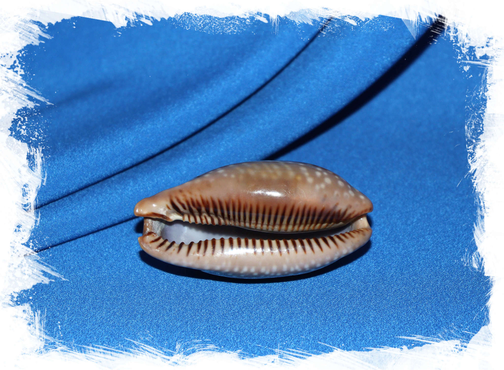 Ципрея олененок