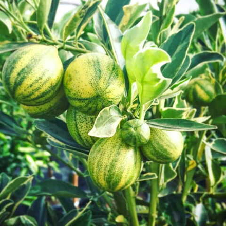 Круглый кумкват вариегатный