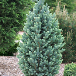 Ель picea pungens Iseli Fastigiate