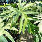 Филодендрон RADIATUM VAR N1 MARBLE