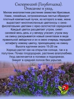 Сисюринхий Голубоглазка многолетний