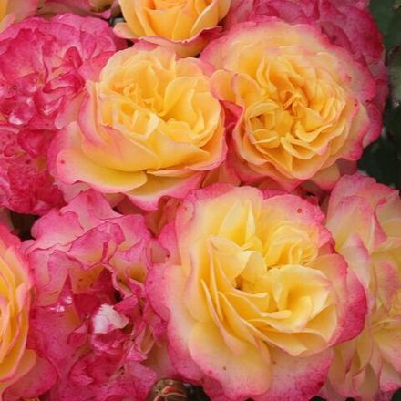 Ланд Луст (Land Lust)