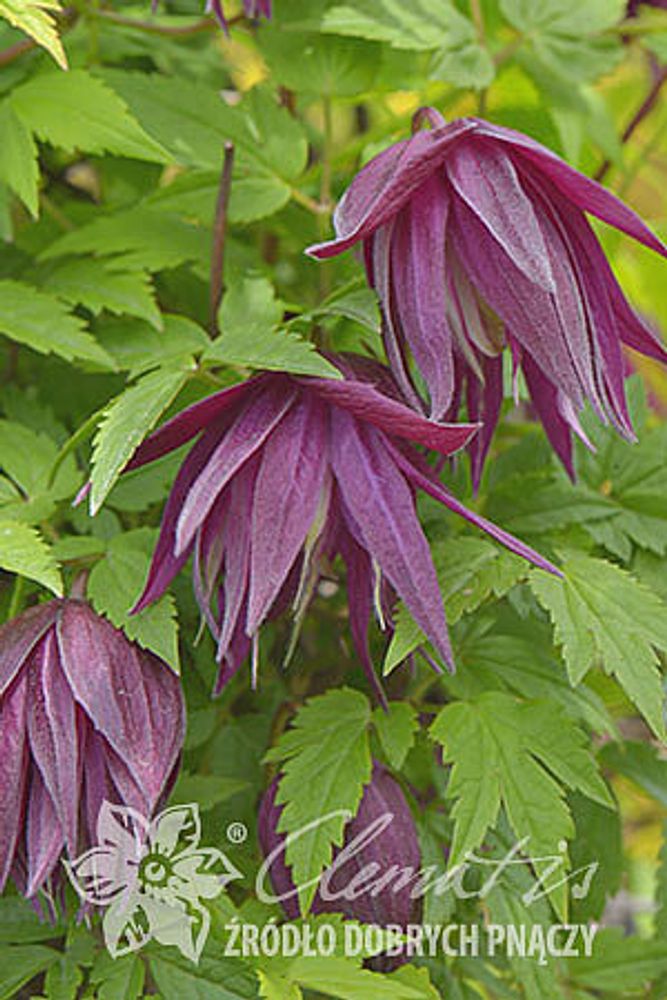 Клематис альпийский Пепл Сюрпрайз Закупка М33 апрель 2026 Клематис альпийский Пепл Сюрпрайз Закупка М33 апрель 2026