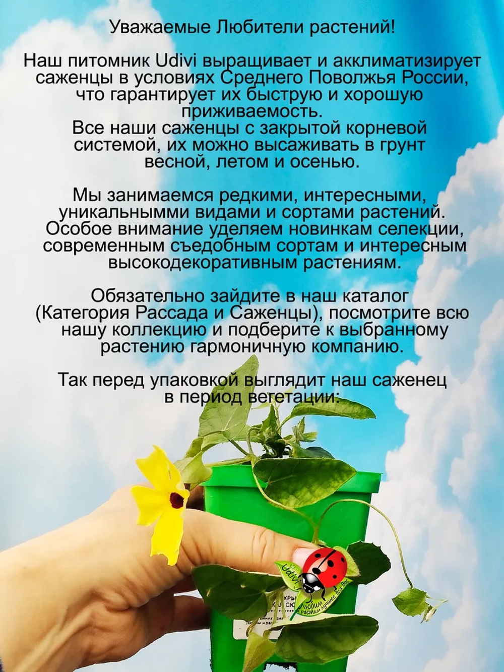Тунбергия Черноокая Сюзанна лиана