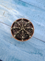 Gymnocalycium Friedrichii (Гимнокалициум)