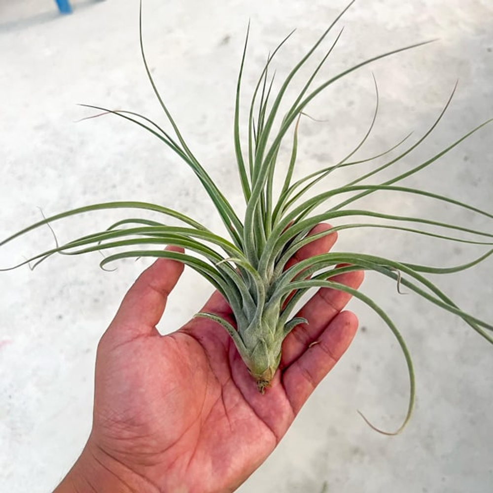 Тилландсия capitata v. domingensis