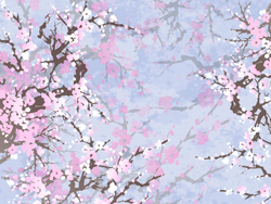 SAKURA 7