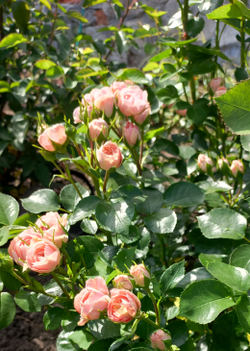 Bailando Байландо