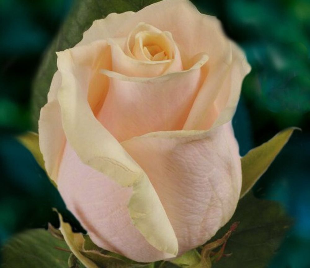 Роза чайно-гибридная Талео