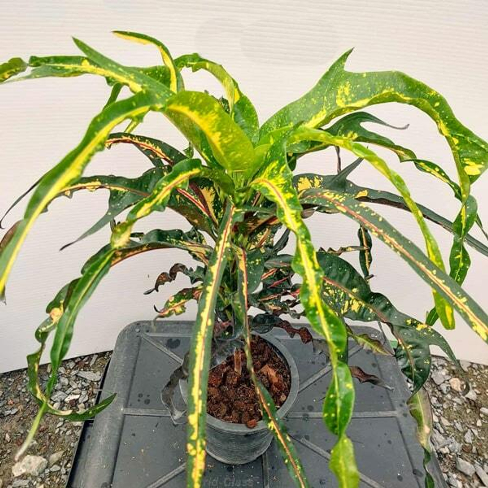 Кротон TRI NAMTOK BORAN