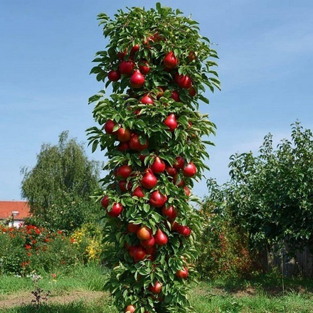 Груша колоновидная Кармен