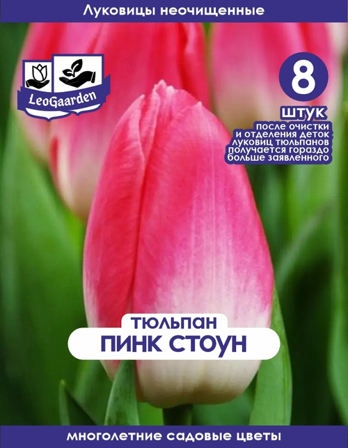 Тюльпан Луковица, Пинк Стоун, 8+шт
