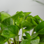 Эпипремнум Глобал Грин 12/20