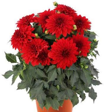 17185 Георгин Hypnotica Red (Весна 2026)