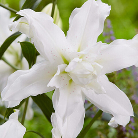 Лилия Лотус Бьюти восточная мохровая