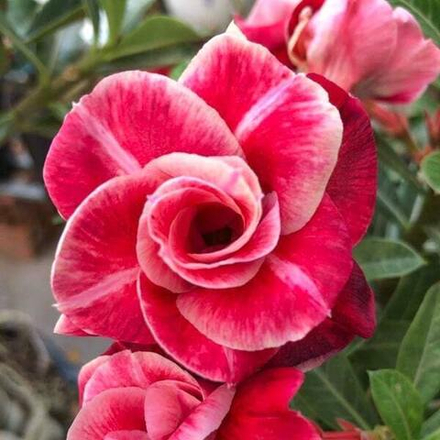 Адениум VINH LOC 5