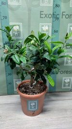 C. medica “Mak Nao San”