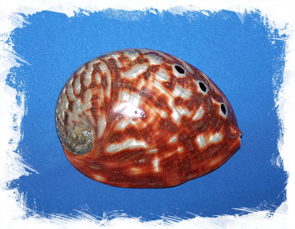 Галиотис Руфескенс