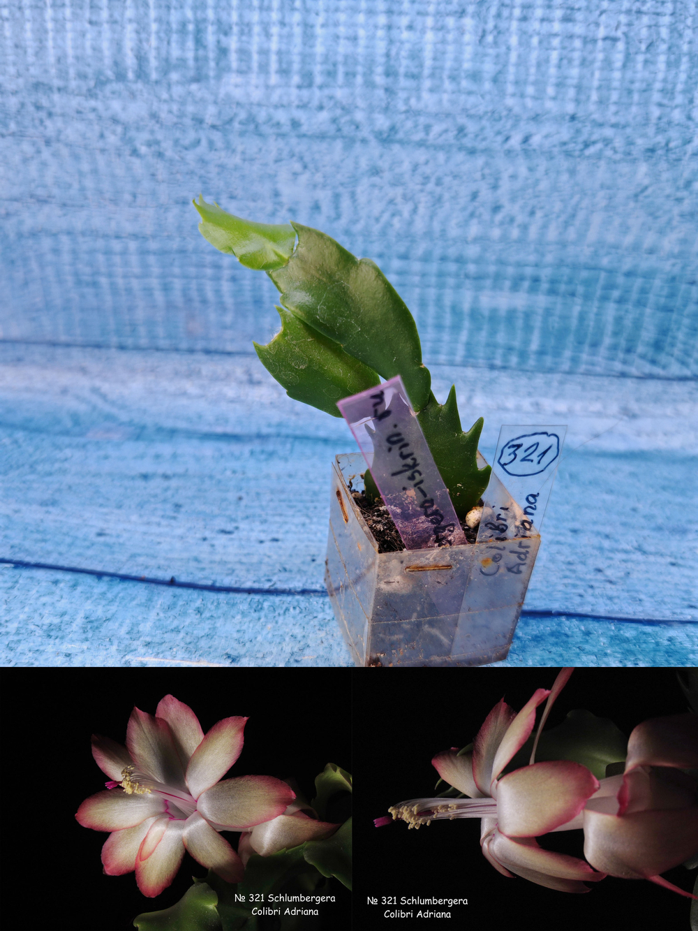 Schlumbergera cv. Colibri Adriana (Шлюмбергера)