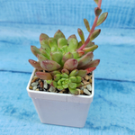 Graptoveria Bashful (Граптоверия)