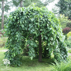 Вяз шершавый Pendula (Пендула)