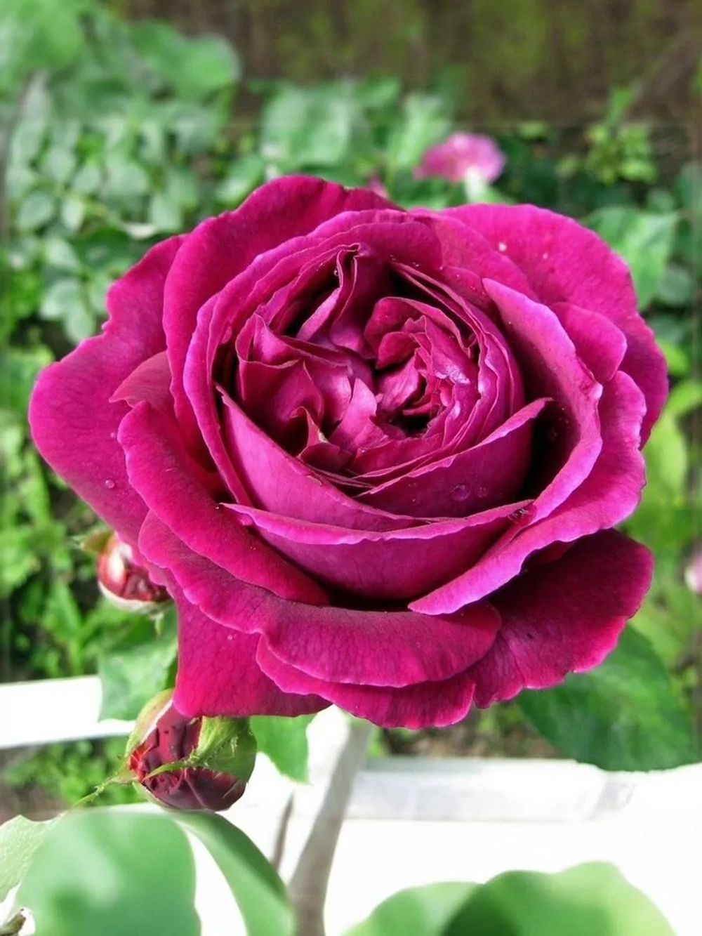 Роза чайно-гибридная Биг Пёрпл