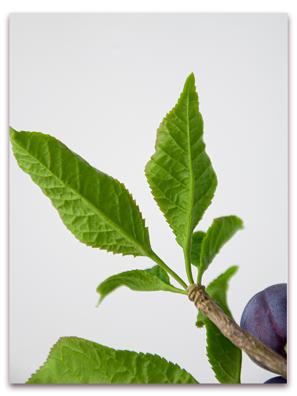 Лист сливы малый