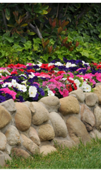 Петуния EZ RIDER MIX (Драже)