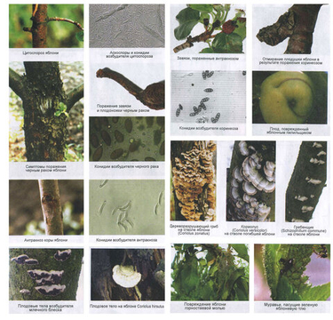 Зимняя диагностика сада: как по коре выявить болезни и вредителей плодовых деревьев