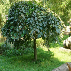 Вяз шершавый Кампердаун f45, 200-220, 10-12