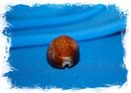 Ципрея капутдраконис (Cypraea caputdraconis)