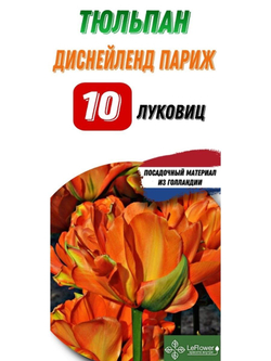 Тюльпан Луковица, Диснейлэнд Париж, 10шт