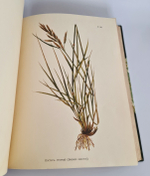 "Иллюстрированная классификация главнейших сортов луговых трав с кратким описанием каждой травы в отдельности". А.Ю.Лашкарев. 1898г. - редкая книга