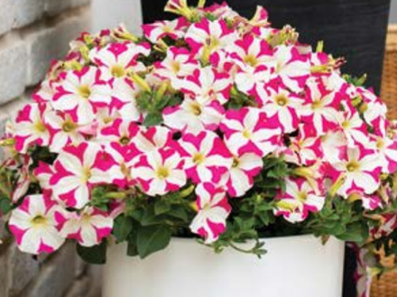 ЕВРО Petunia Pink of Hearts укорененный черенок ноябрь