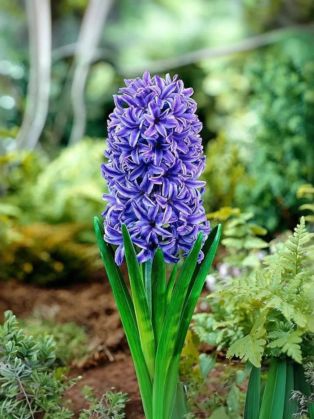 Гиацинт Блю Джекет