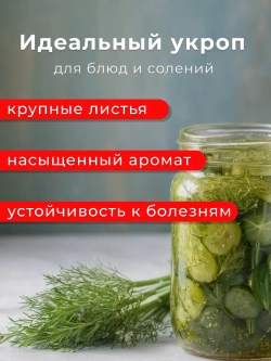 Семена укропа на зелень (50 гр)