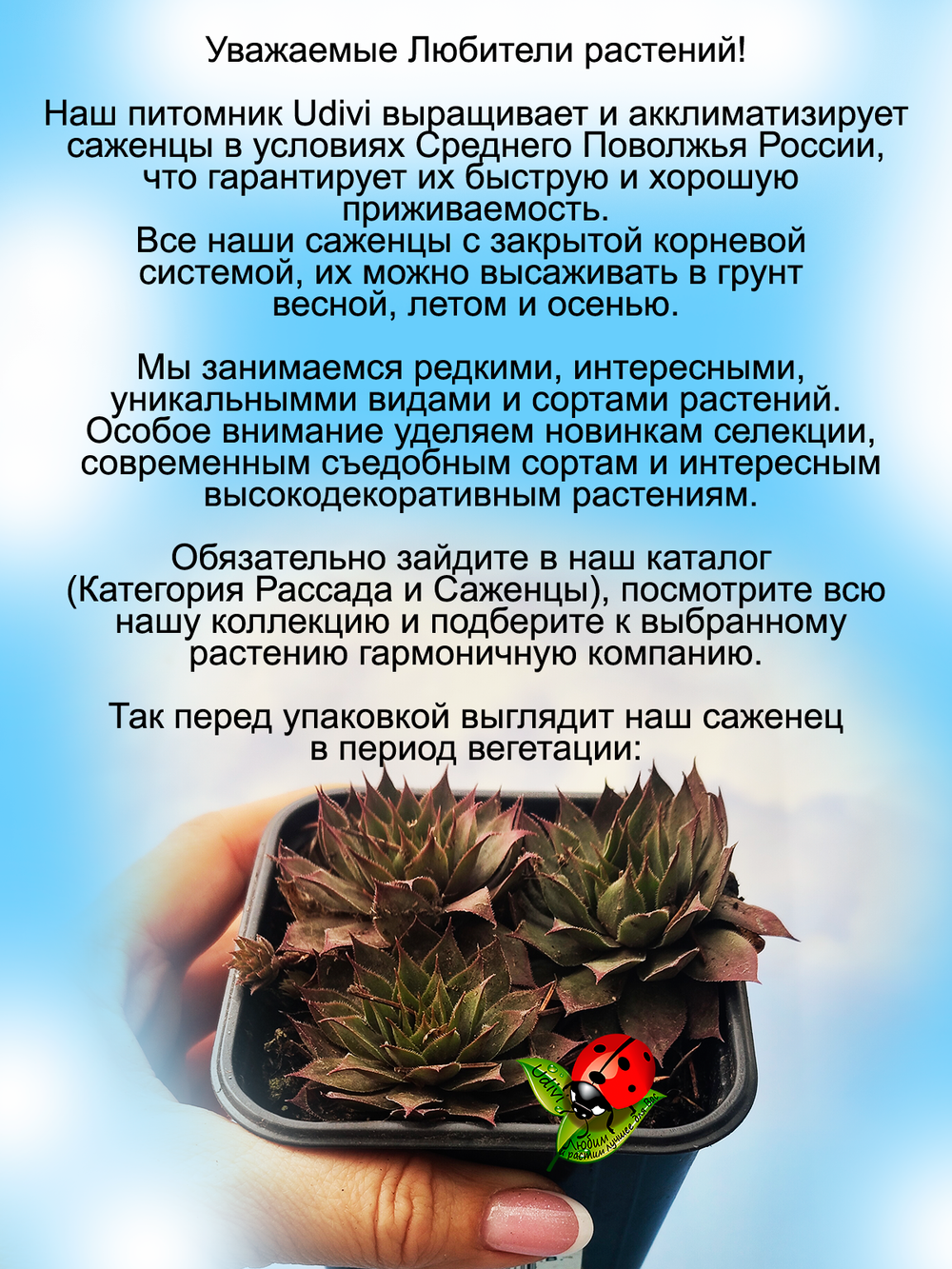 Молодило красное гибридное Отелло каменная роза многолетник