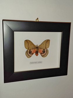 Бабочка Automeris celata самец в рамке