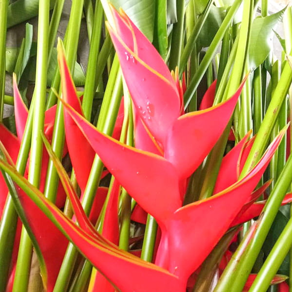 Геликония BIHAI BIG BUD RED