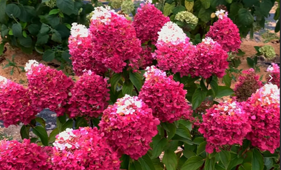 Гортензии ОКС на осень 25