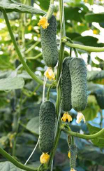 Сотник F1 семена огурца партенокарпического (Гавриш)