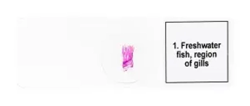 Набор микропрепаратов Levenhuk Discovery Prof DPS 5. «Амфибия»